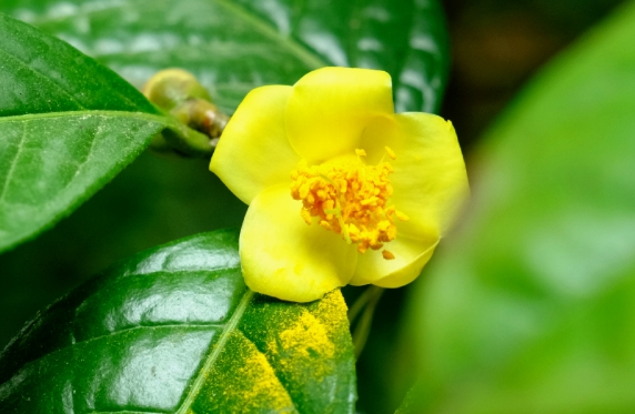 品牌建设 | 神秘的金花茶之旅第一辑：小果金花茶——《良凤江植物志》